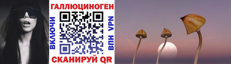 Купить  Судогда  Псилоцибиновые грибы Psilocybe 